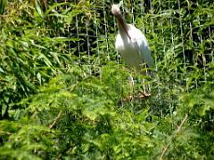 101PARC AUX OISEAUX DANS L AIN 2016 2_000036